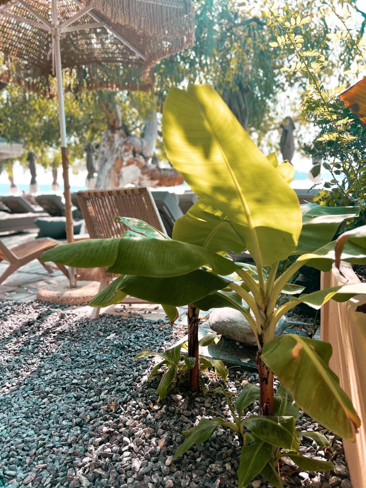 Hotel Eva Nydri (Lefkada)